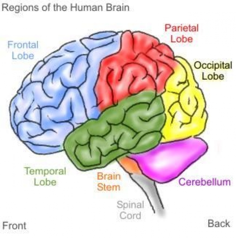 Beyninizi Nasıl Kullanıyorsunuz? TEST EDİN galerisi resim 19