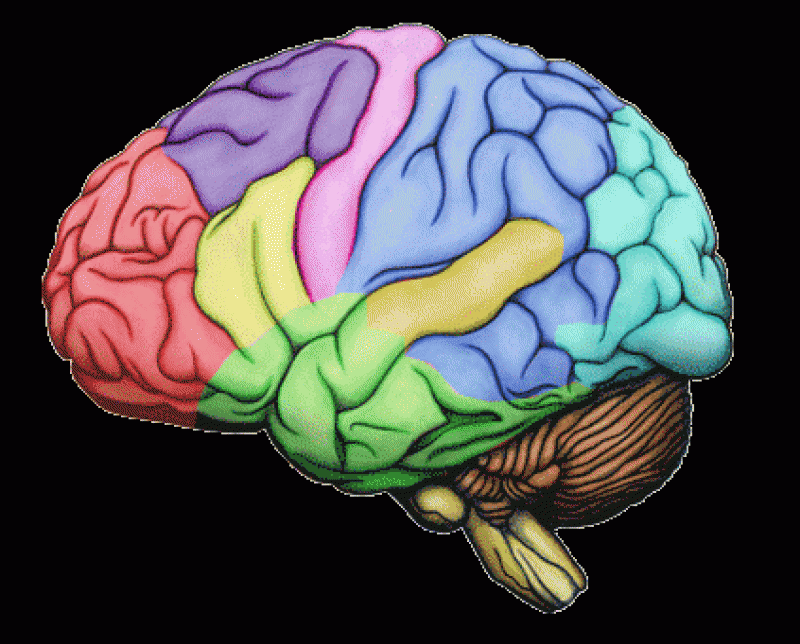 Beyninizi Nasıl Kullanıyorsunuz? TEST EDİN galerisi resim 6