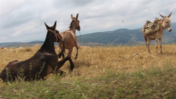 Bu firmalardan uzak durun. galerisi resim 1