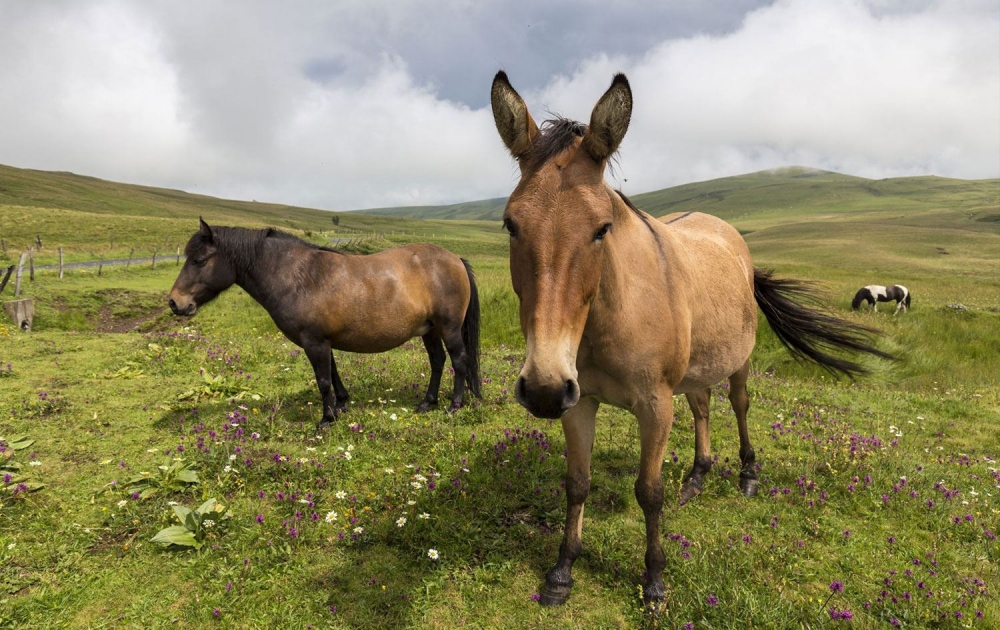 Bu firmalardan uzak durun. galerisi resim 3