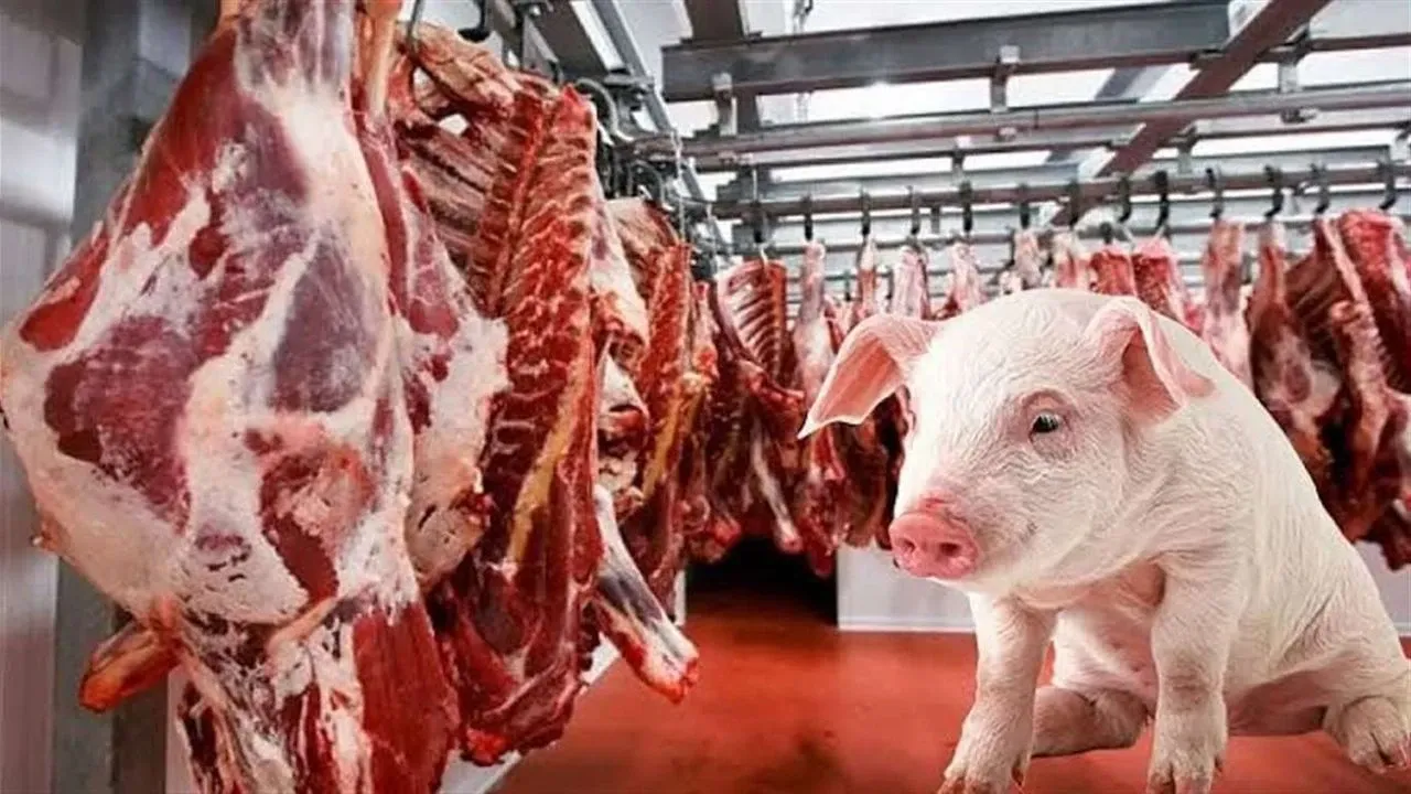 Domuz Eti Dağıtmıştı. galerisi resim 2