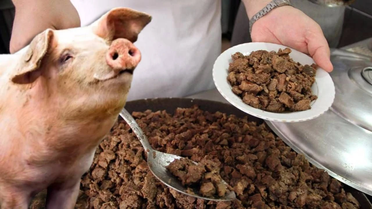 Domuz Eti Dağıtmıştı. galerisi resim 3