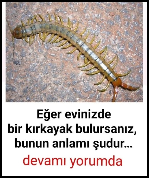 Eğer Evde kırkayak bulursanız işte anlamı. galerisi resim 1