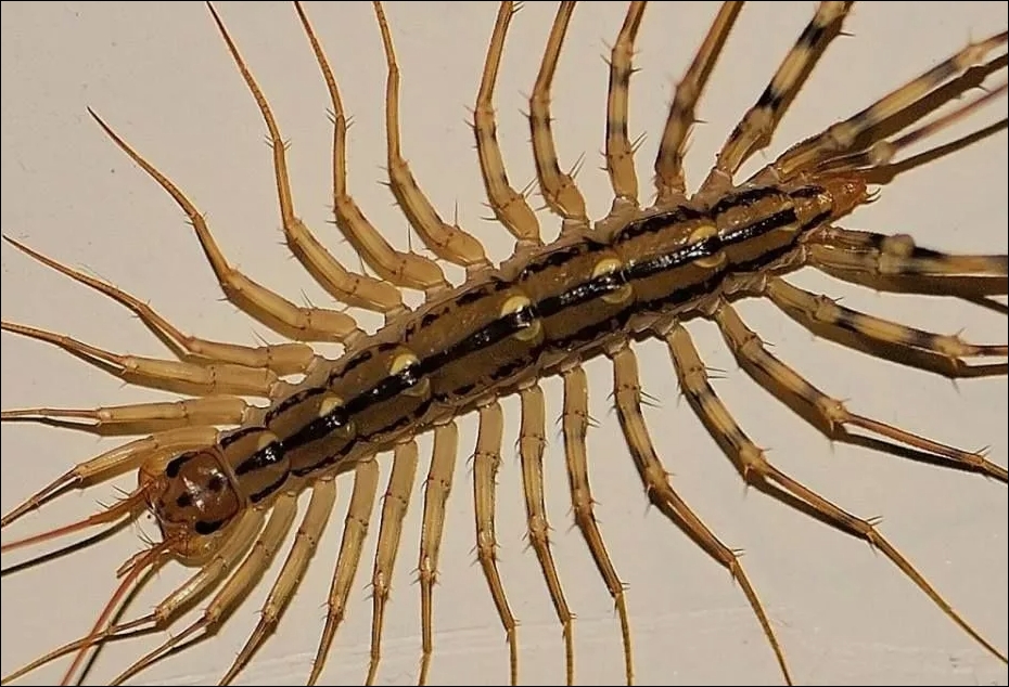 Eğer Evde kırkayak bulursanız işte anlamı. galerisi resim 4