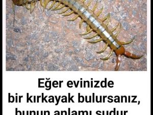 Eğer Evde kırkayak bulursanız işte anlamı.