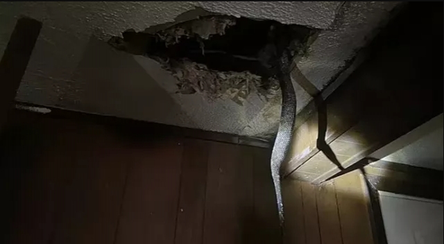 Tavan Arasında Arı Olduğunu Düşündüler galerisi resim 2