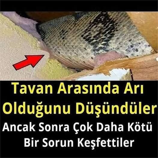 Tavan Arasında Arı Olduğunu Düşündüler