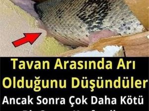 Tavan Arasında Arı Olduğunu Düşündüler