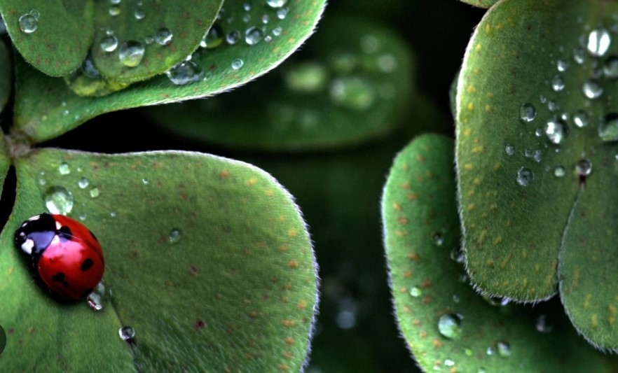 “M” Harfi Gerçekten Ne Anlama Geliyor? galerisi resim 2