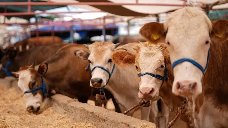 2026 büyükbaş ve küçükbaş fiyatları duyuruldu! galerisi resim 1