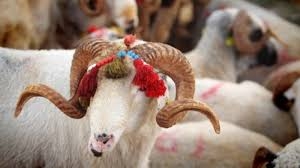 Kurban bayramı ikramiyesi galerisi resim 1