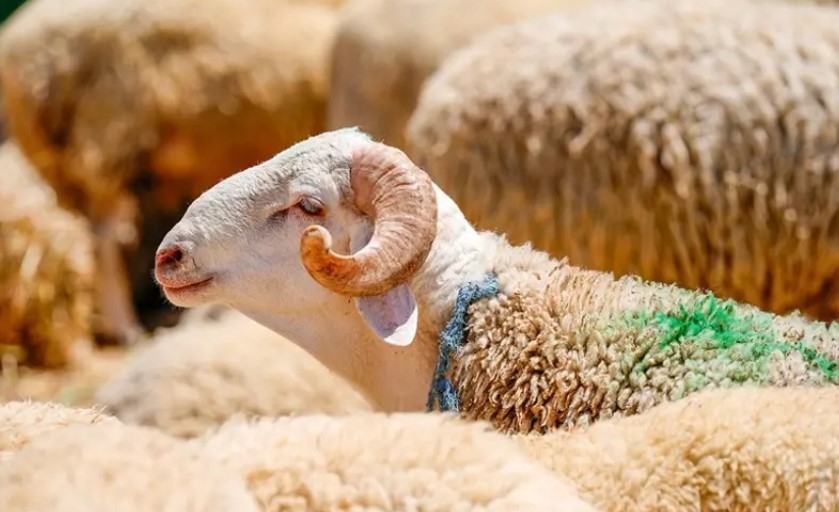 Emeklinin 2026 kurban bayramı ikramiyesi galerisi resim 1