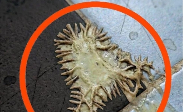 Bunu kız arkadaşımın banyosunda buldum galerisi resim 2