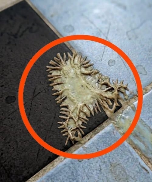 Bunu kız arkadaşımın banyosunda buldum galerisi resim 3