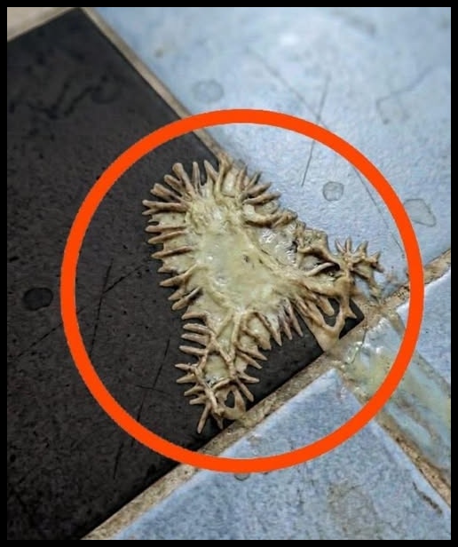 Bunu kız arkadaşımın banyosunda buldum