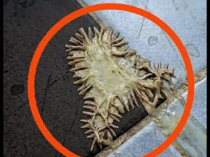 Bunu kız arkadaşımın banyosunda buldum