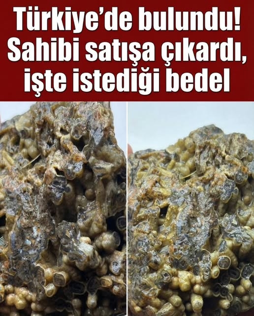 Türkiye'de bulundu! Sahibi satışa çıkardı, işte istediği bedel galerisi resim 1