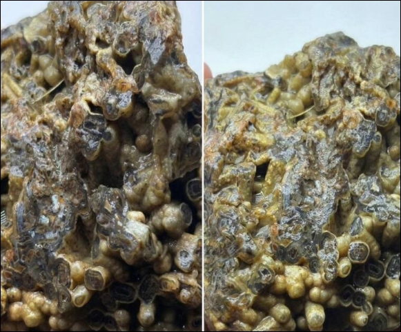 Türkiye'de bulundu! Sahibi satışa çıkardı, işte istediği bedel galerisi resim 2