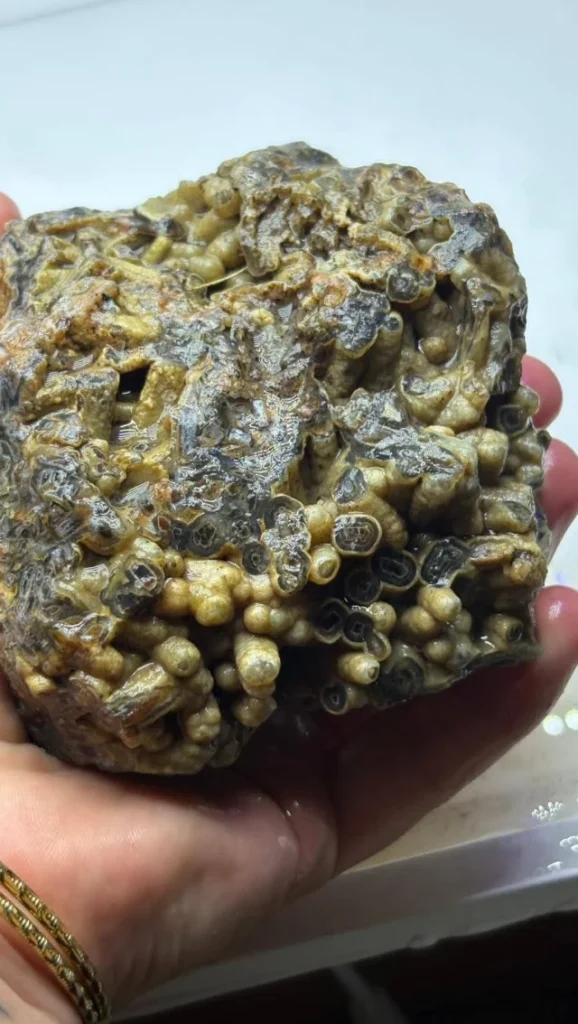 Türkiye'de bulundu! Sahibi satışa çıkardı, işte istediği bedel galerisi resim 3