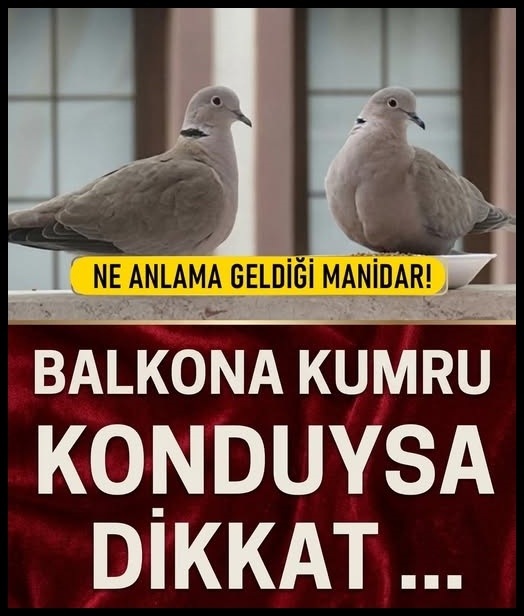 Balkona Kumru Konması galerisi resim 1