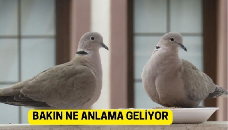 Balkona Kumru Konması galerisi resim 2