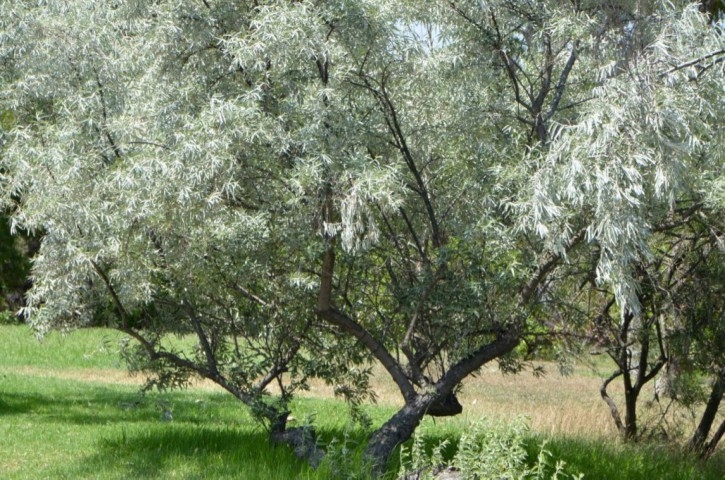Kabızlığı İltihabı Kalp Hastalıklarını Önlüyor galerisi resim 1