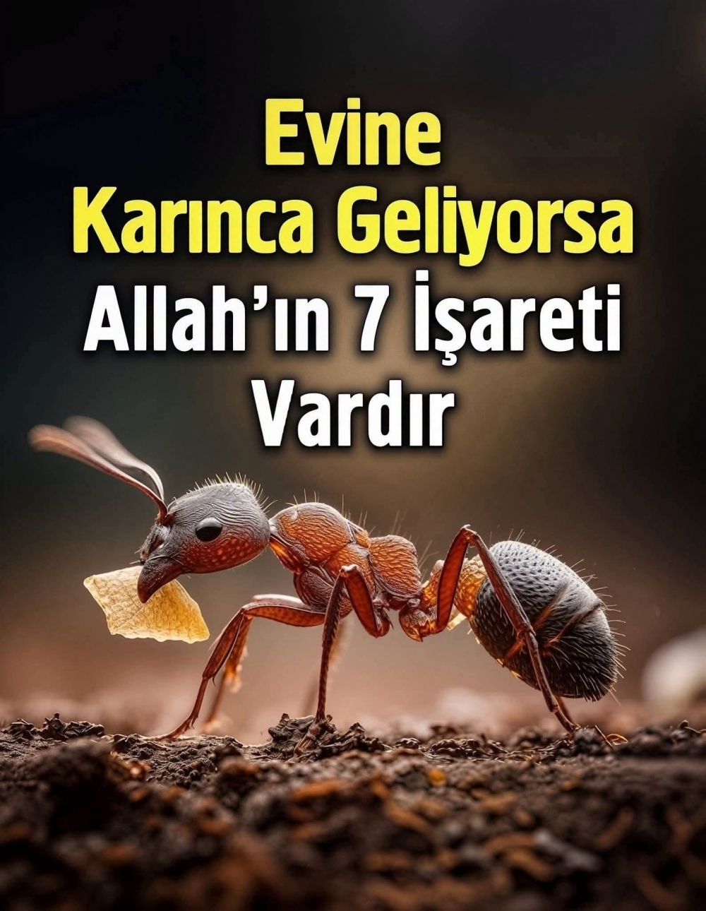 Dinen evde karınca galerisi resim 2