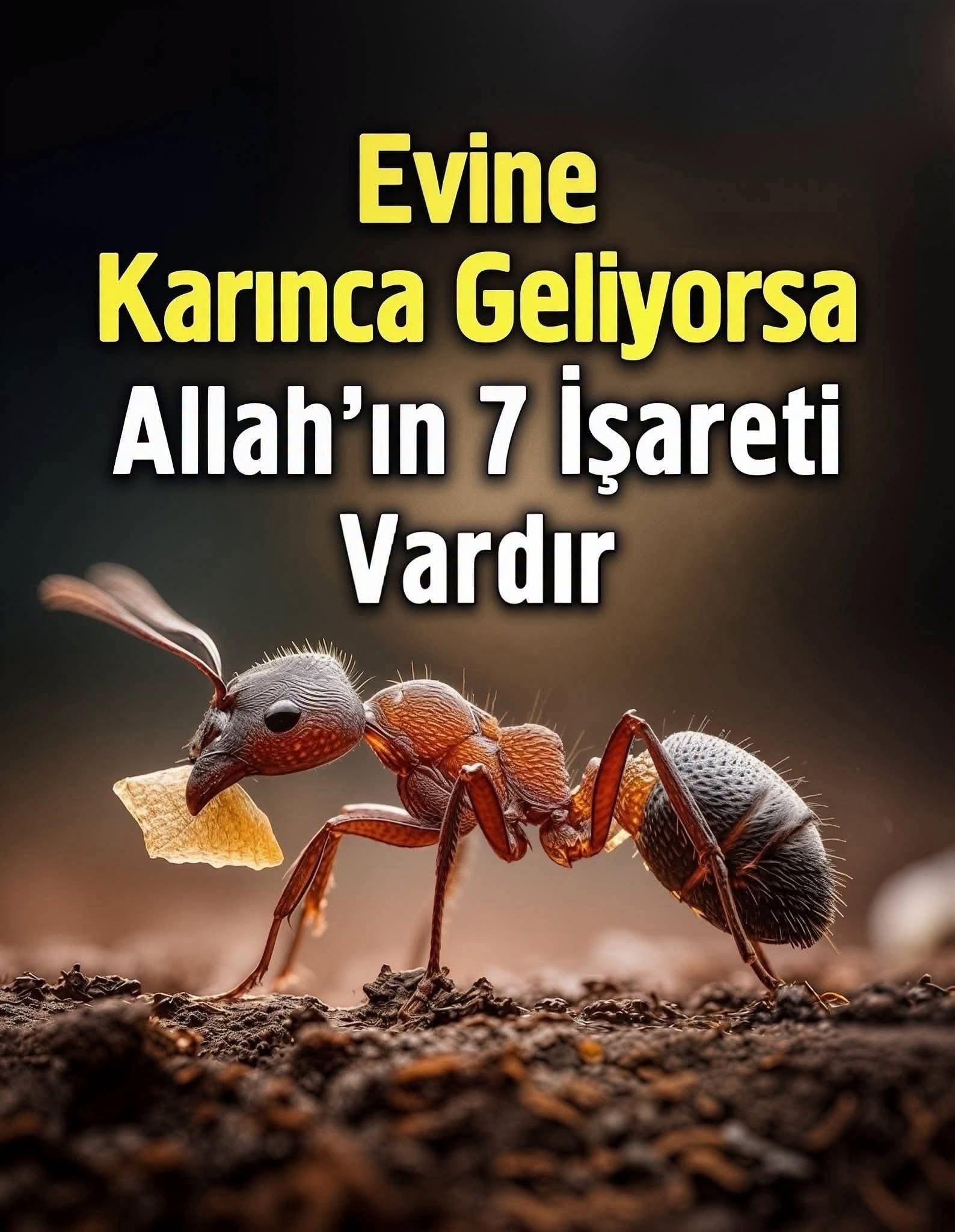Dinen evde karınca