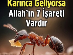 Dinen evde karınca