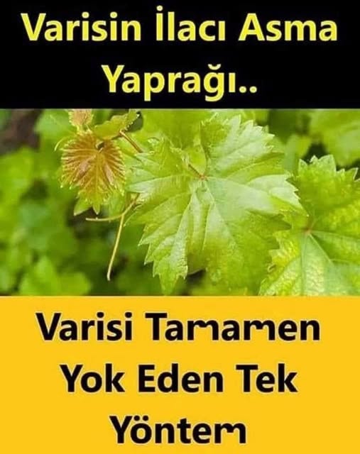 Bitkisel tedavi