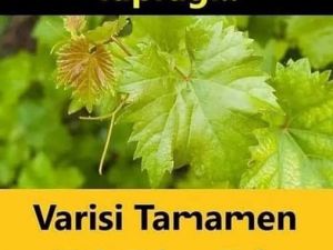 Bitkisel tedavi