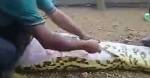 Dünyanın En Büyük Yılanı Olan Piton Onu Canlı Canlı Yemiş galerisi resim 2