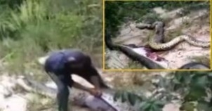 Dünyanın En Büyük Yılanı Olan Piton Onu Canlı Canlı Yemiş galerisi resim 3