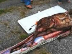 Dünyanın En Büyük Yılanı Olan Piton Onu Canlı Canlı Yemiş