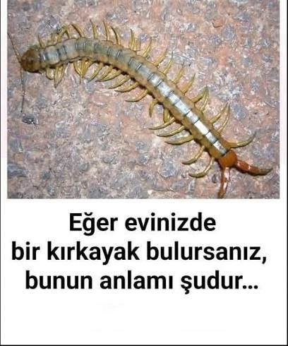 Eğer Evde kırkayak bulursanız işte anlamı galerisi resim 2