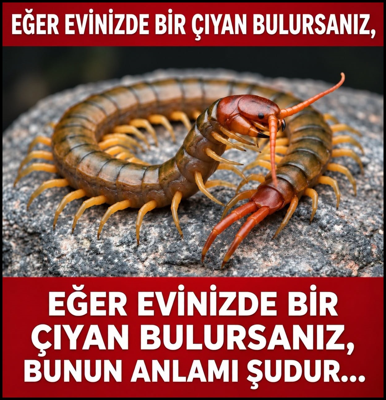 Eğer Evde kırkayak bulursanız işte anlamı