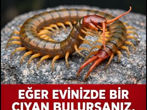 Eğer Evde kırkayak bulursanız işte anlamı