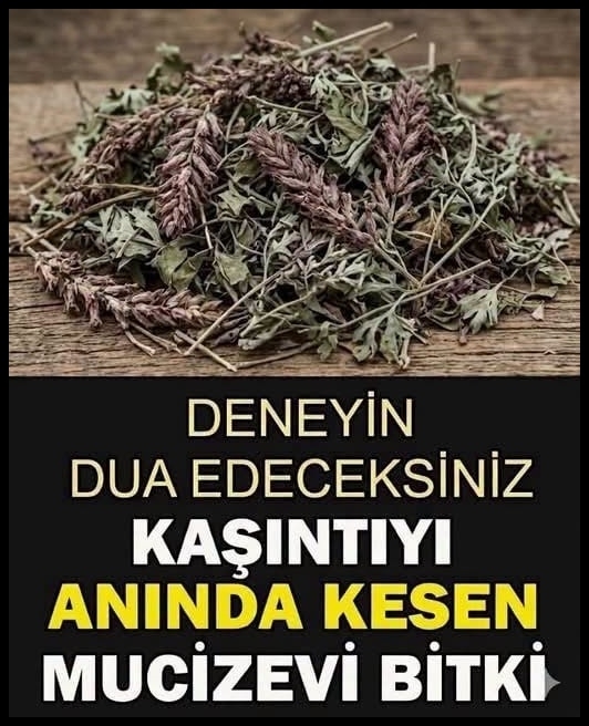 Kaşıntıyı Anında Kesen Mucize Bitki galerisi resim 1