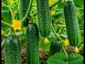 Doktorlar salatalık fazla tüketmeni Zararlarını açıkaldı.