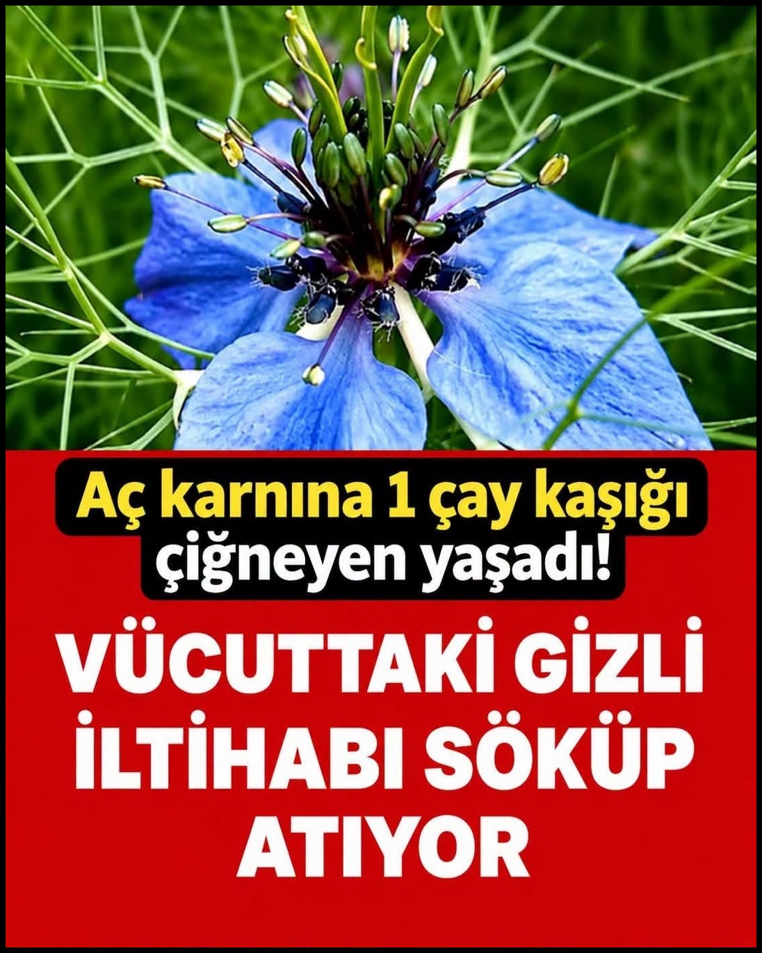 Bağışıklığı Güçlendiren ve Vücudu Temizleyen Bitkisel Rehber