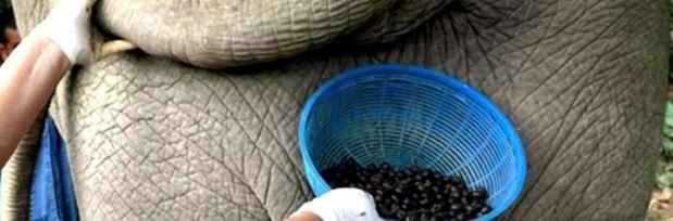 Dünyanın en pahalı kahvesi böyle üretiliyormuş galerisi resim 8