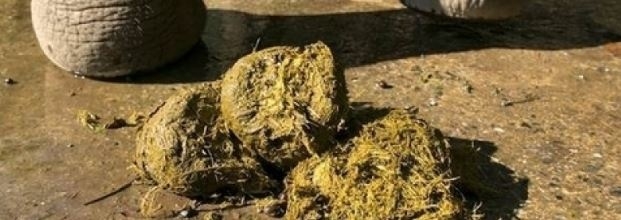 Dünyanın en pahalı kahvesi böyle üretiliyormuş galerisi resim 9