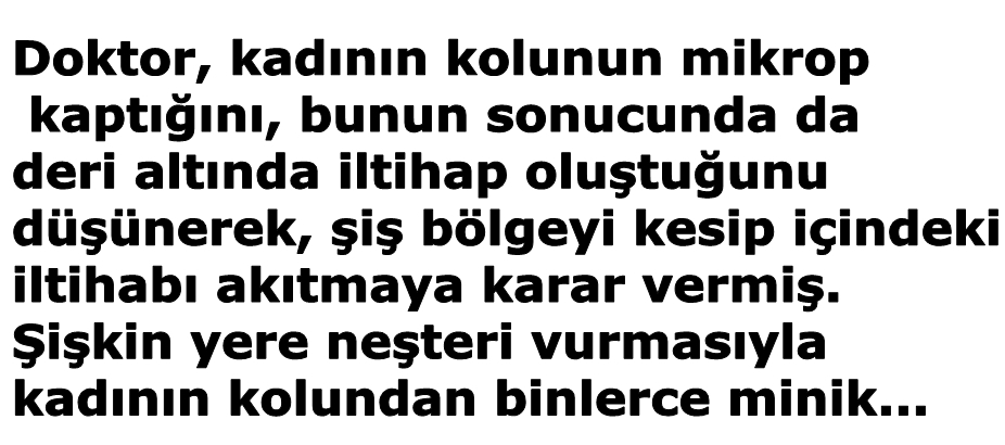 MISIR TARLASI galerisi resim 1