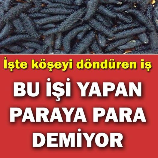 Bu işi yapan paraya para demiyor! galerisi resim 1
