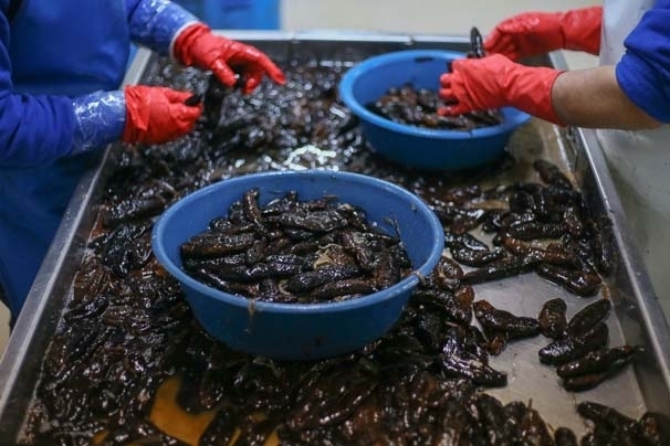 Bu işi yapan paraya para demiyor! galerisi resim 12