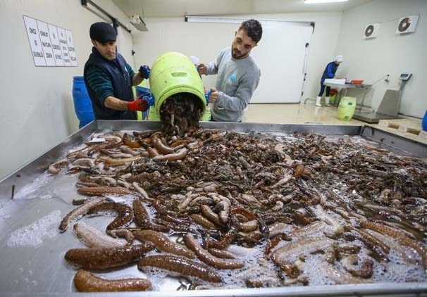 Bu işi yapan paraya para demiyor! galerisi resim 2