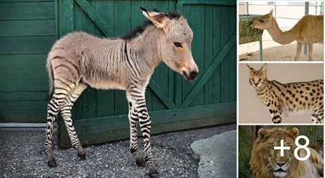 Bunlar Yasak Aşkın Meyvesi! Melez Hayvanlar galerisi resim 1