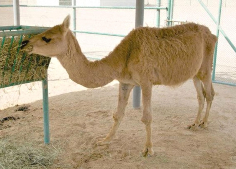 Bunlar Yasak Aşkın Meyvesi! Melez Hayvanlar galerisi resim 11