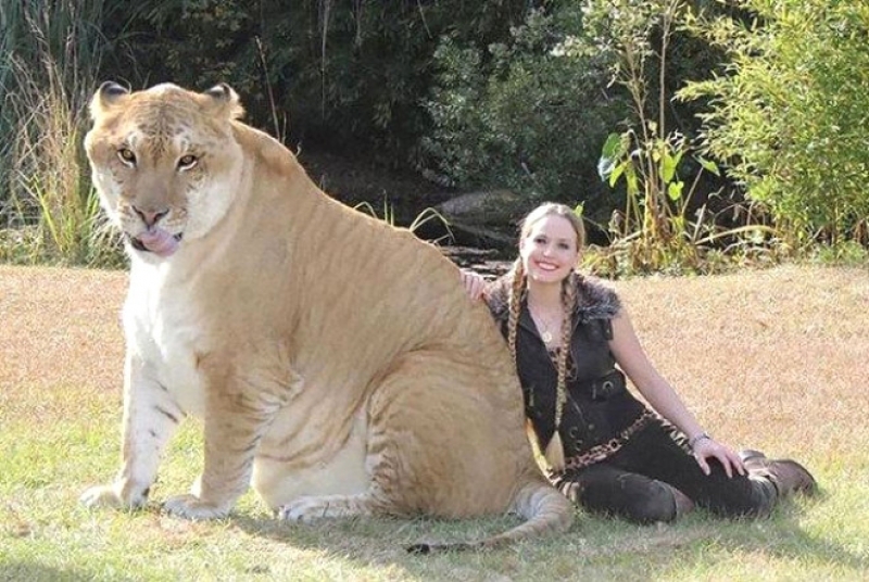 Bunlar Yasak Aşkın Meyvesi! Melez Hayvanlar galerisi resim 2