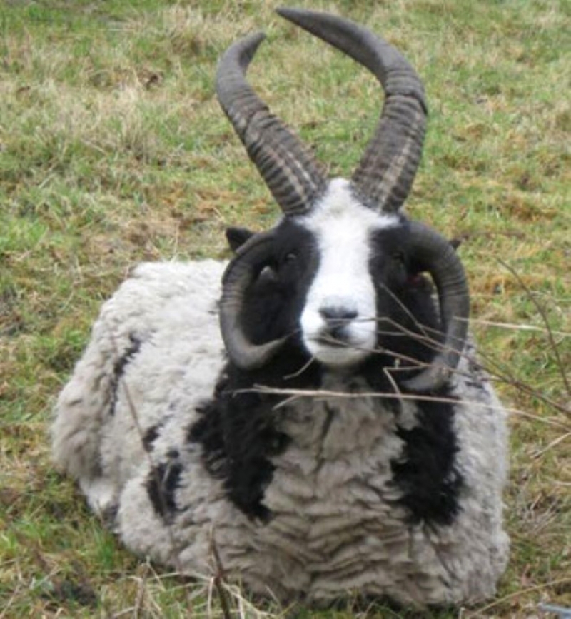 Bunlar Yasak Aşkın Meyvesi! Melez Hayvanlar galerisi resim 6